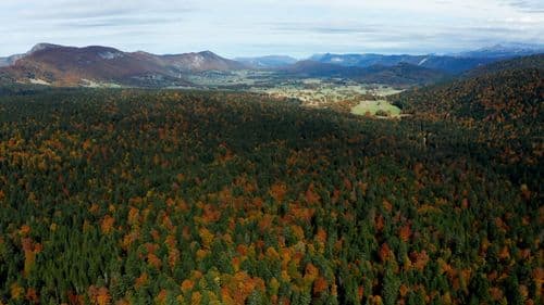 FORETS VERCORS ET CC.00_00_09_18.Still001.jpg